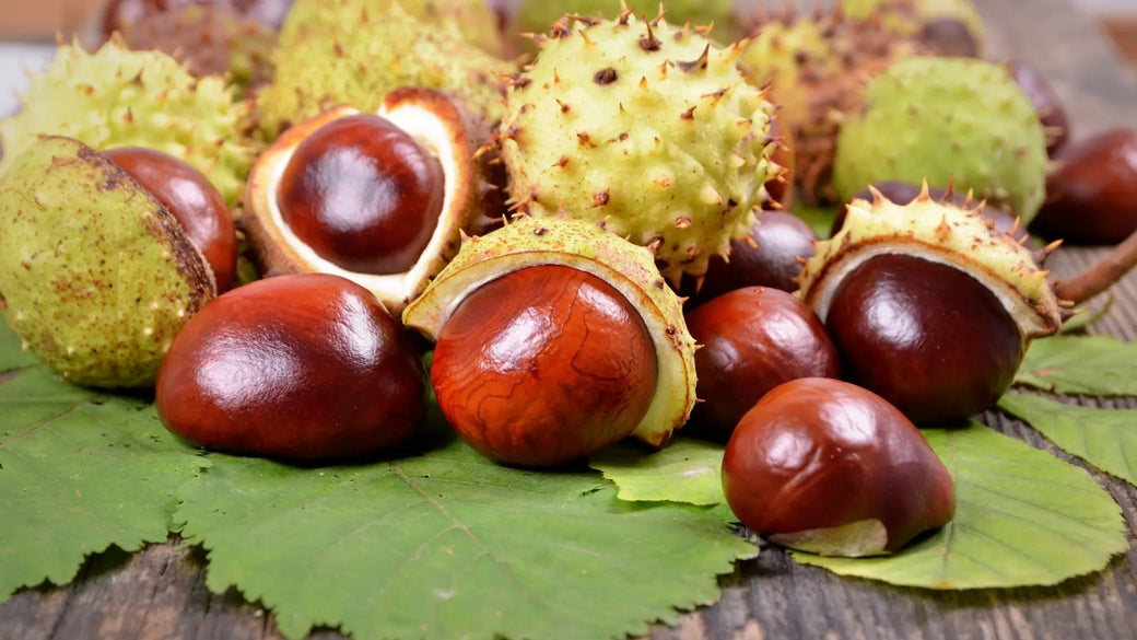 Marron d'Inde (Aesculus hippocastanum)